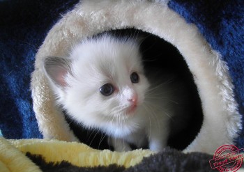 chaton femelle blue bicolour - 27 jours - Chatterie Ragdolls du Val de Beauvoir